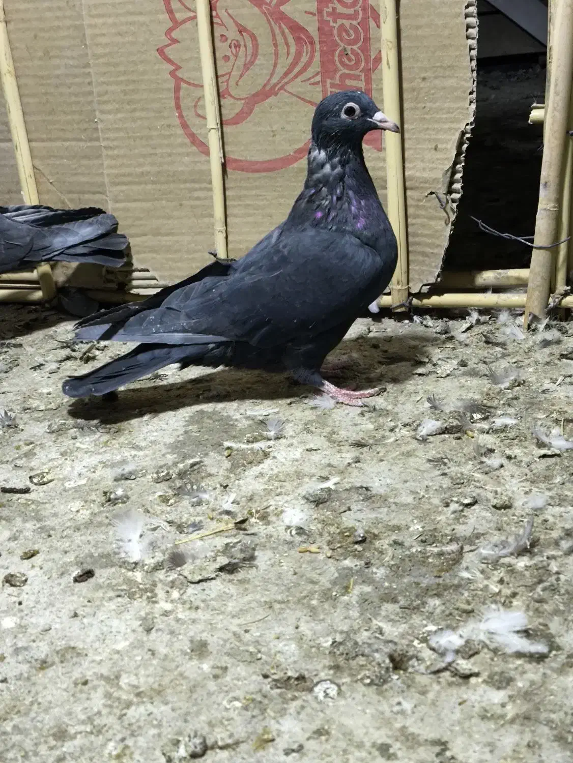 نروماده زاغ کرمانی و ماده دم سفید|پرنده|زاهدان, |دیوار