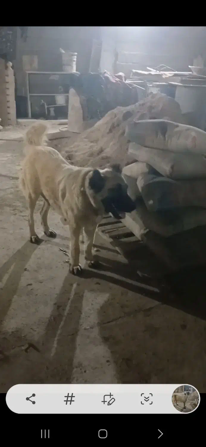 سرابی ۲ساله ماده|سگ|اندیمشک, |دیوار