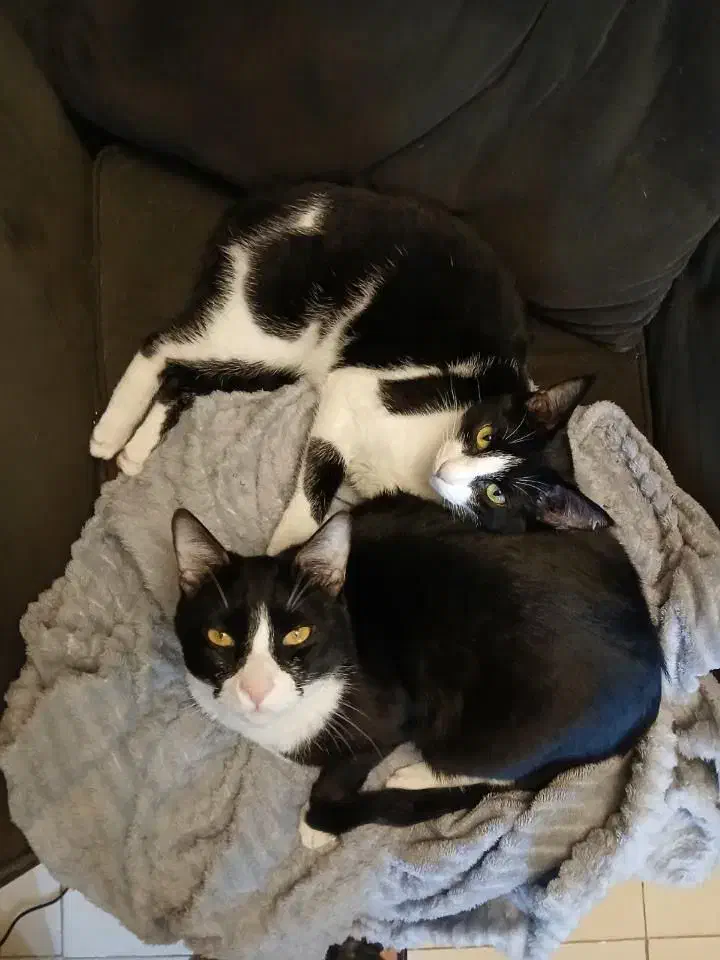 گربه|گربه|رشت, دیلمان|دیوار