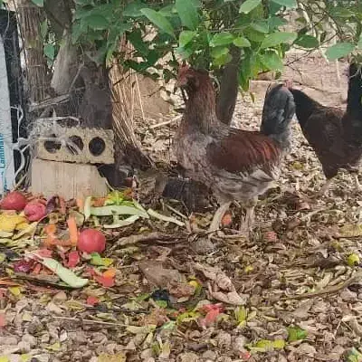 خروس جوان|حیوانات مزرعه|شیراز, کیان آباد|دیوار