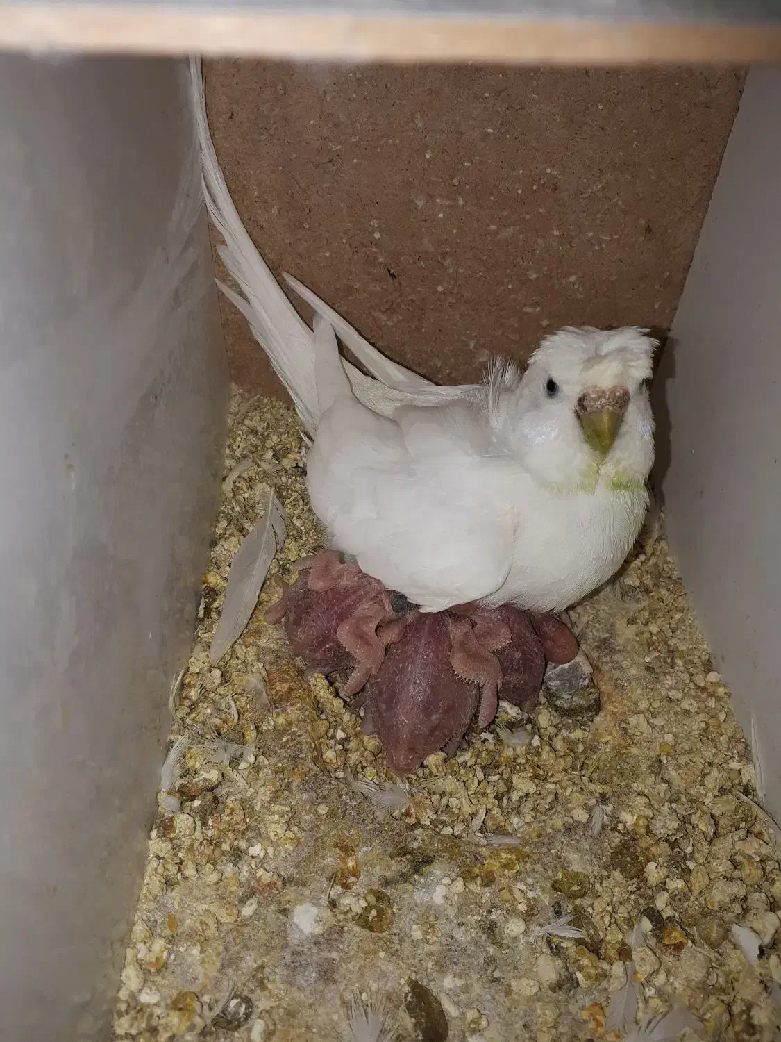 مرغ عشق پروانه ای|پرنده|میانه, |دیوار