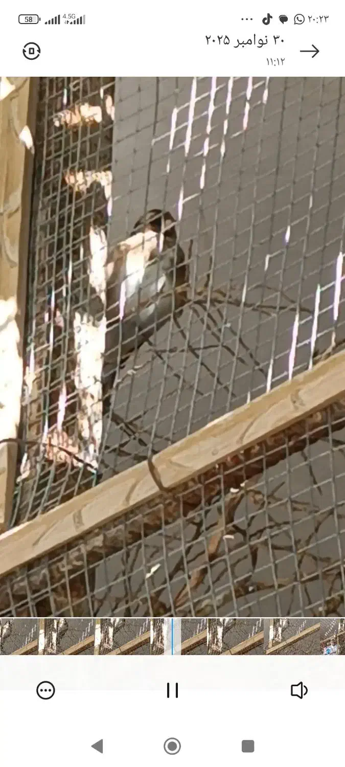 دو عدد سهره|پرنده|ایرانشهر, |دیوار