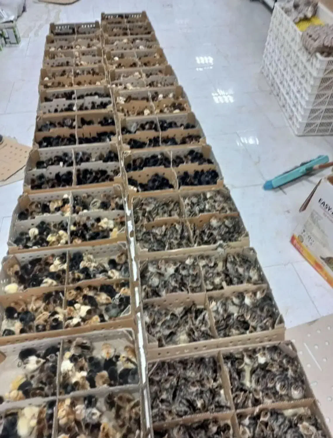 جوجه محلی ، کاکلی اردک و رنگی|حیوانات مزرعه|جم, |دیوار