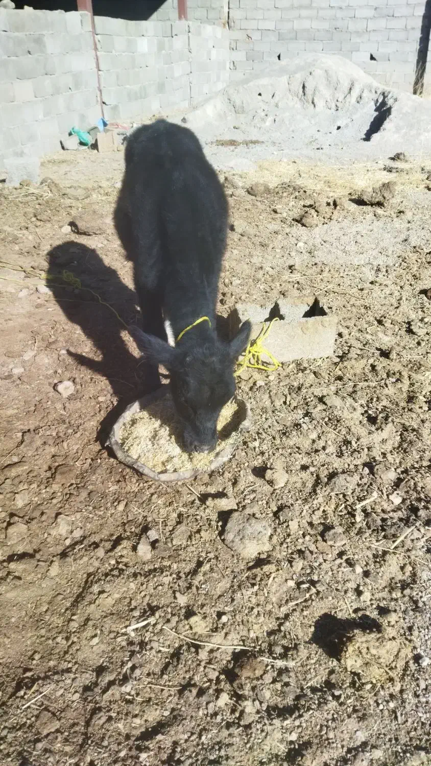 گوساله نر داشتی|حیوانات مزرعه|خانمیرزا, |دیوار