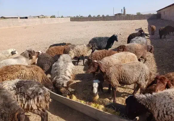 گوسفند نوزادوعقیقه قلم آبی شکم خالی بشرط پخت|حیوانات مزرعه|مشهد, نوید|دیوار