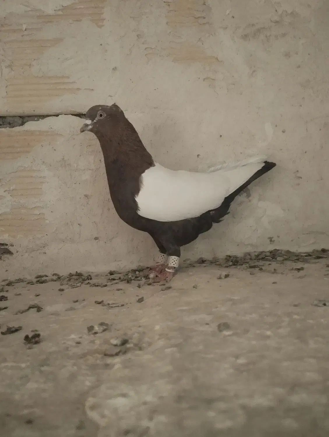 کفتر دورنگ دم سیاه نرمست شلاقی|پرنده|الوند, |دیوار