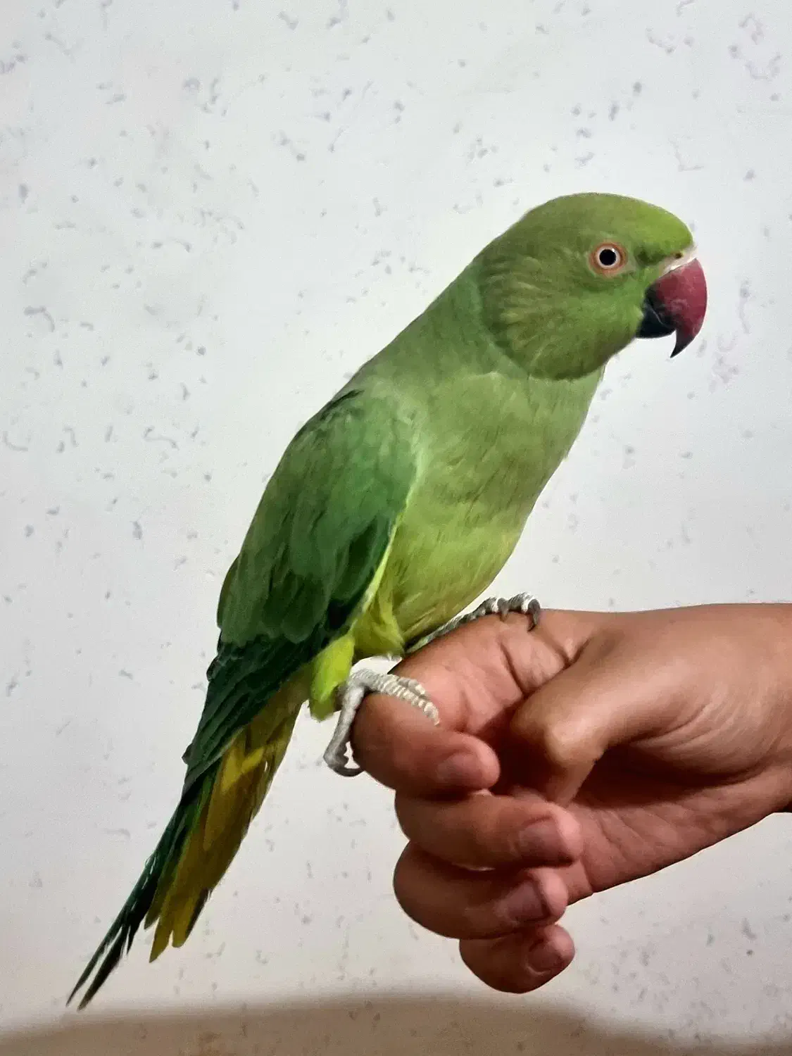 طوطی ملنگو|پرنده|سلماس, |دیوار