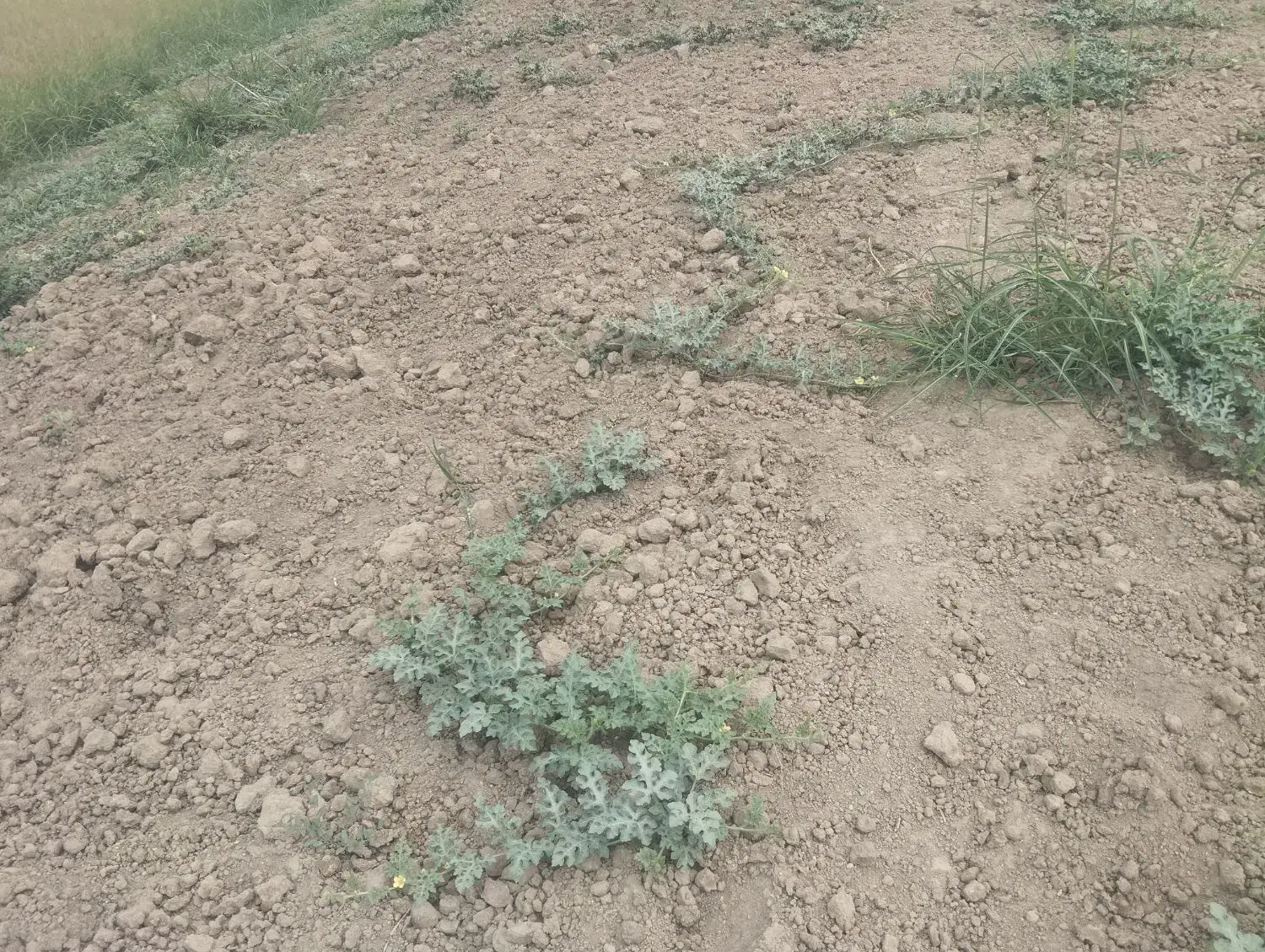 زمین اجاره دیم 4هکتار|فروش دفتر صنعتی، کشاورزی، تجاری|صادق آباد, |دیوار