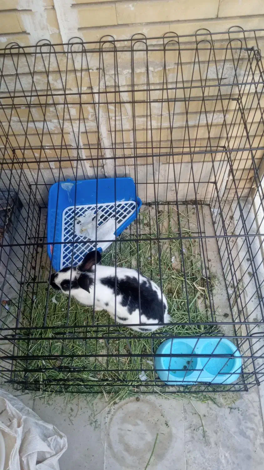 پارک سگ وخرگوش|موش و خرگوش|کرمانشاه, |دیوار