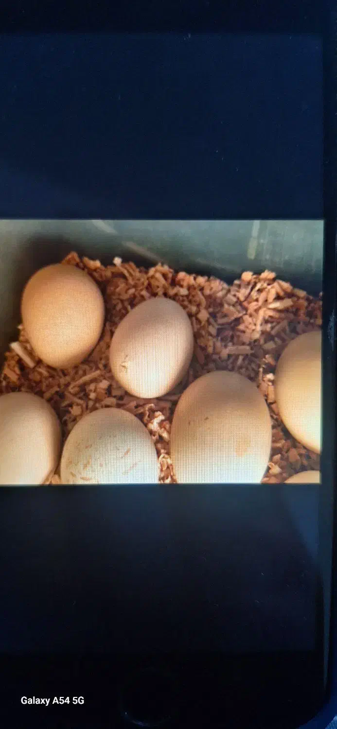 دستگاه جوجه کشی|لوازم جانبی حیوانات|نیشابور, هفده شهریور|دیوار