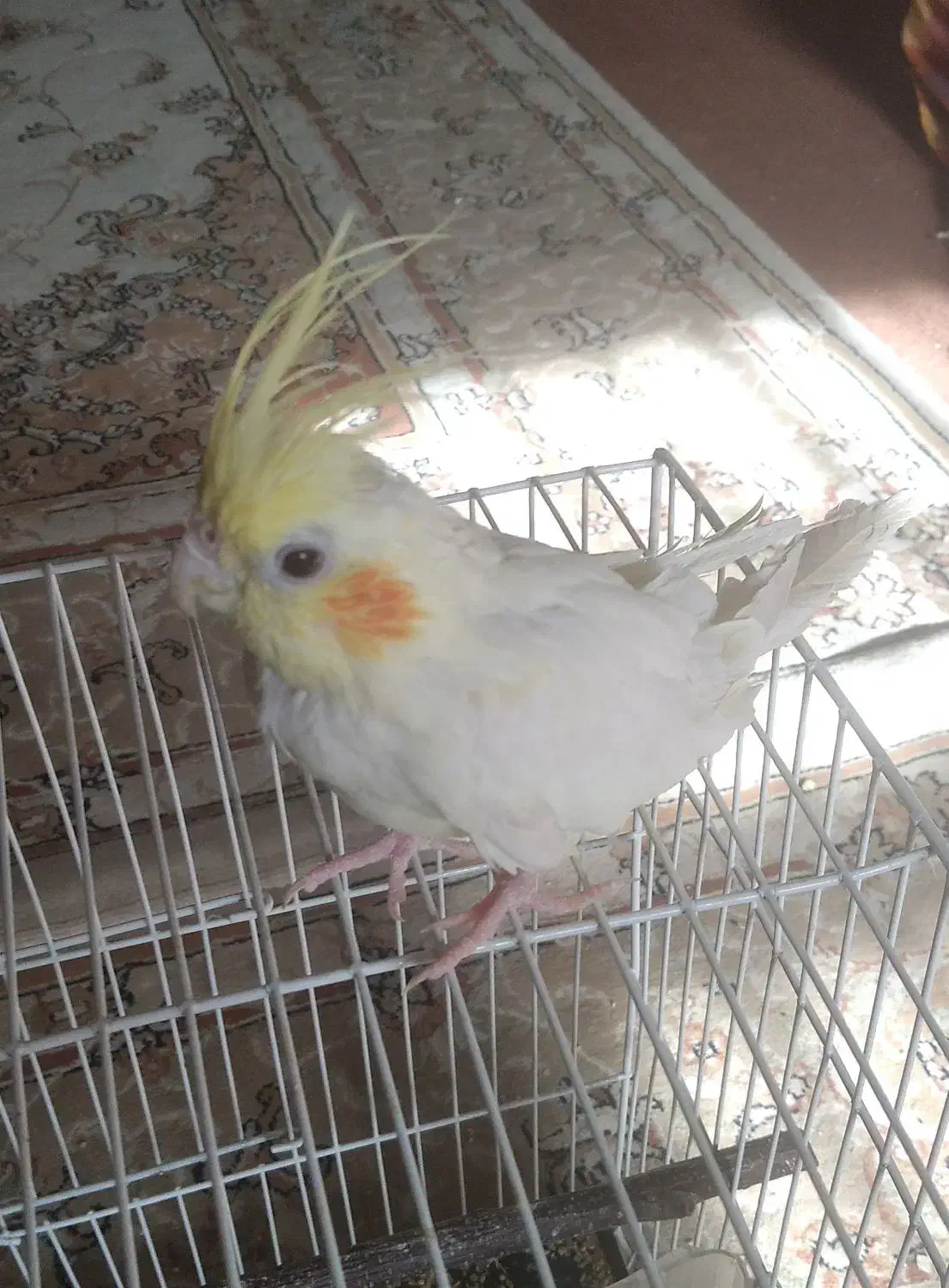 عروس هلندی|پرنده|سبزوار, توحیدشهر|دیوار