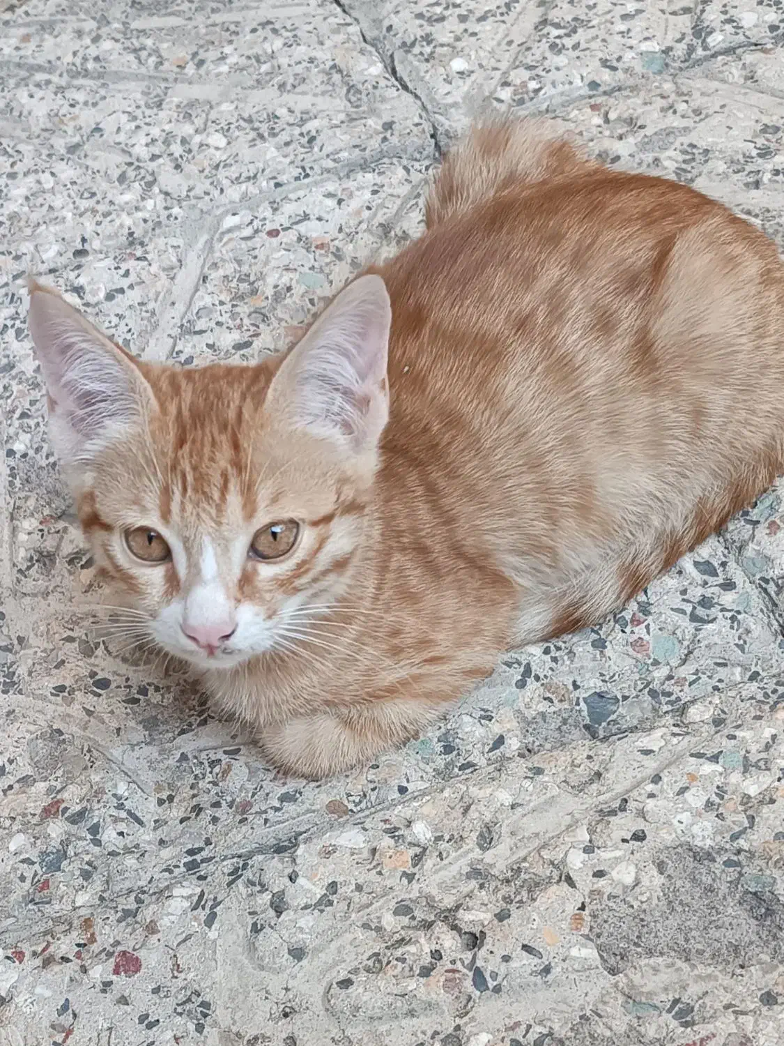 واگذاری گربه خانگی|گربه|مراغه, |دیوار