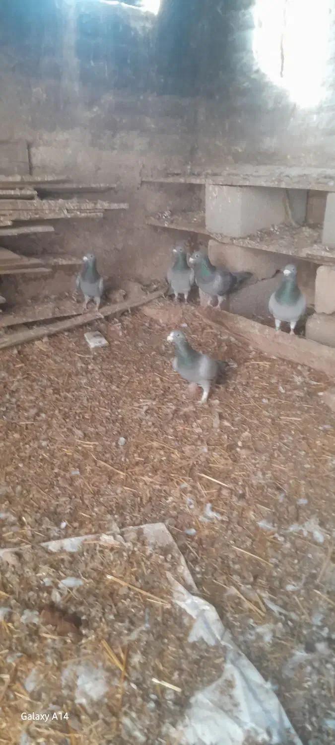 کوبوتر|پرنده|اردبیل, |دیوار