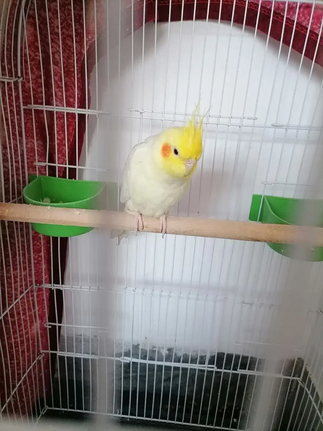 فروش عروس هلندی و کبوتر زاغ نرو ماده|پرنده|زاهدان, |دیوار