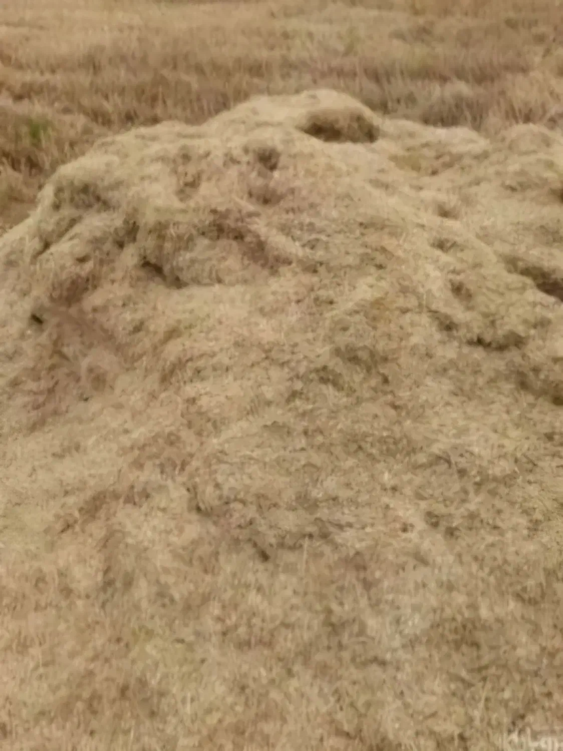 کاه دیم|لوازم جانبی حیوانات|روانسر, |دیوار