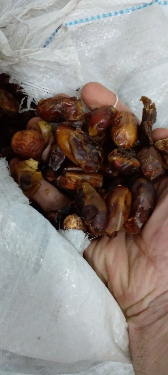 ضایعات خرما|خوردنی و آشامیدنی|تهران, ائمه اطهار|دیوار