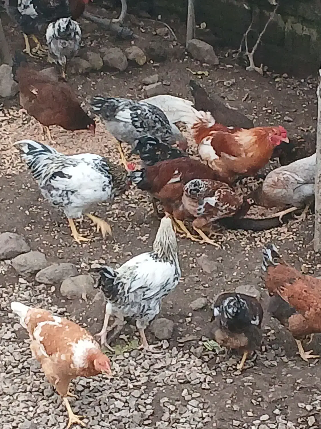 فروش مرغ وخروس ارگانیک محلی|حیوانات مزرعه|چوبر, |دیوار