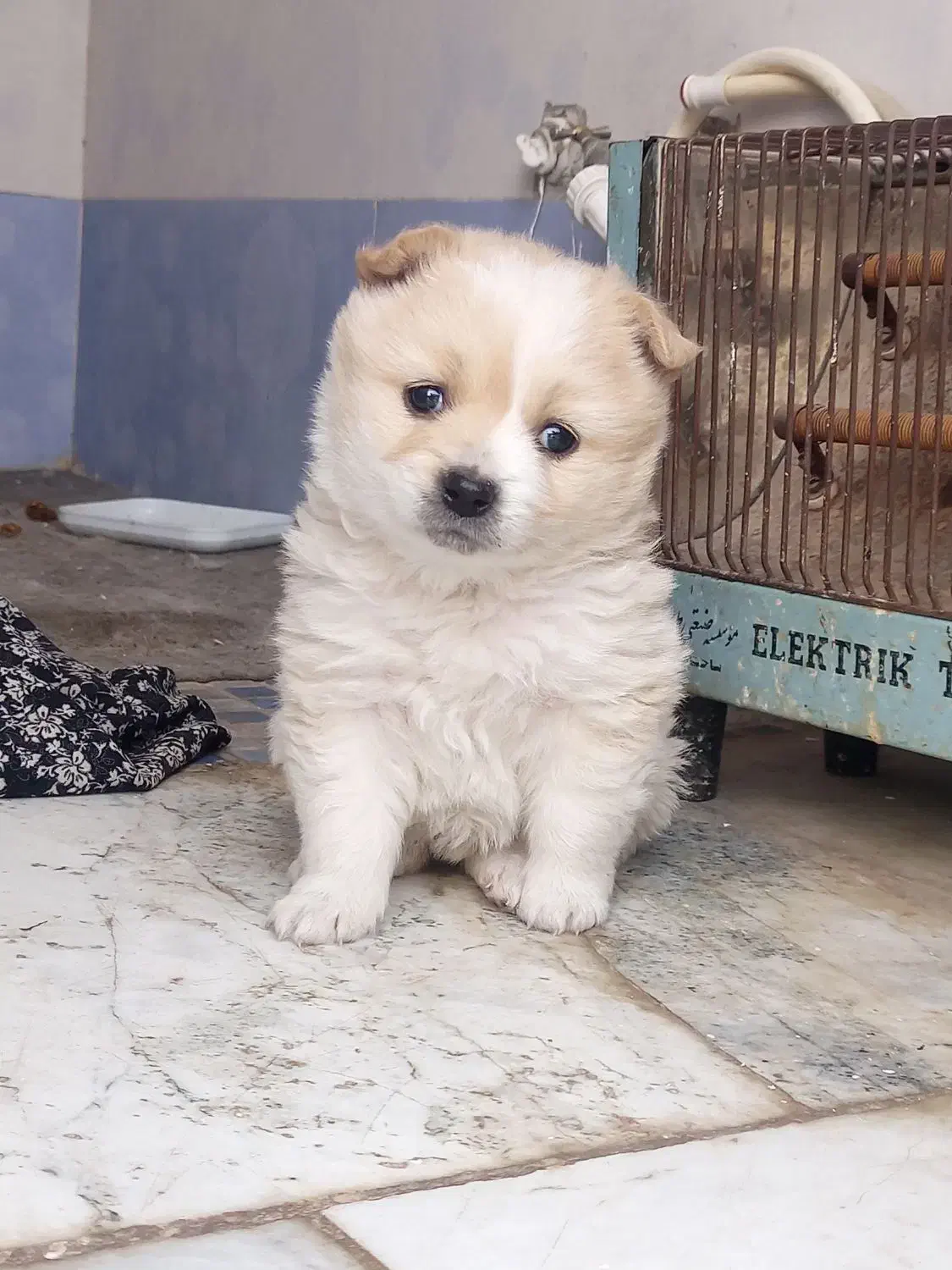 سگ پامرروباهی توله|سگ|مشهد, جلالیه|دیوار
