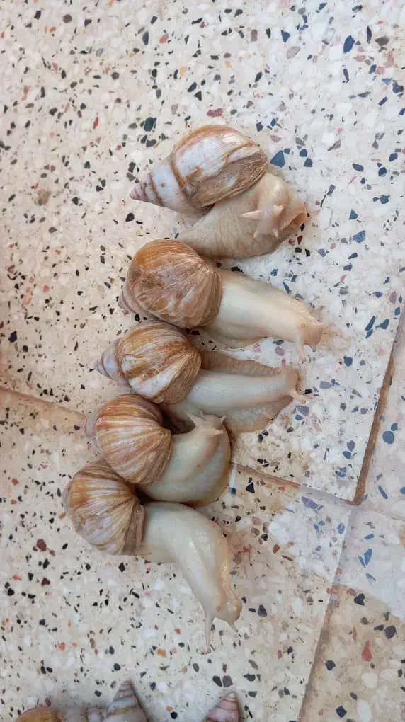 حلزون|خزنده|اصفهان, رهنان|دیوار