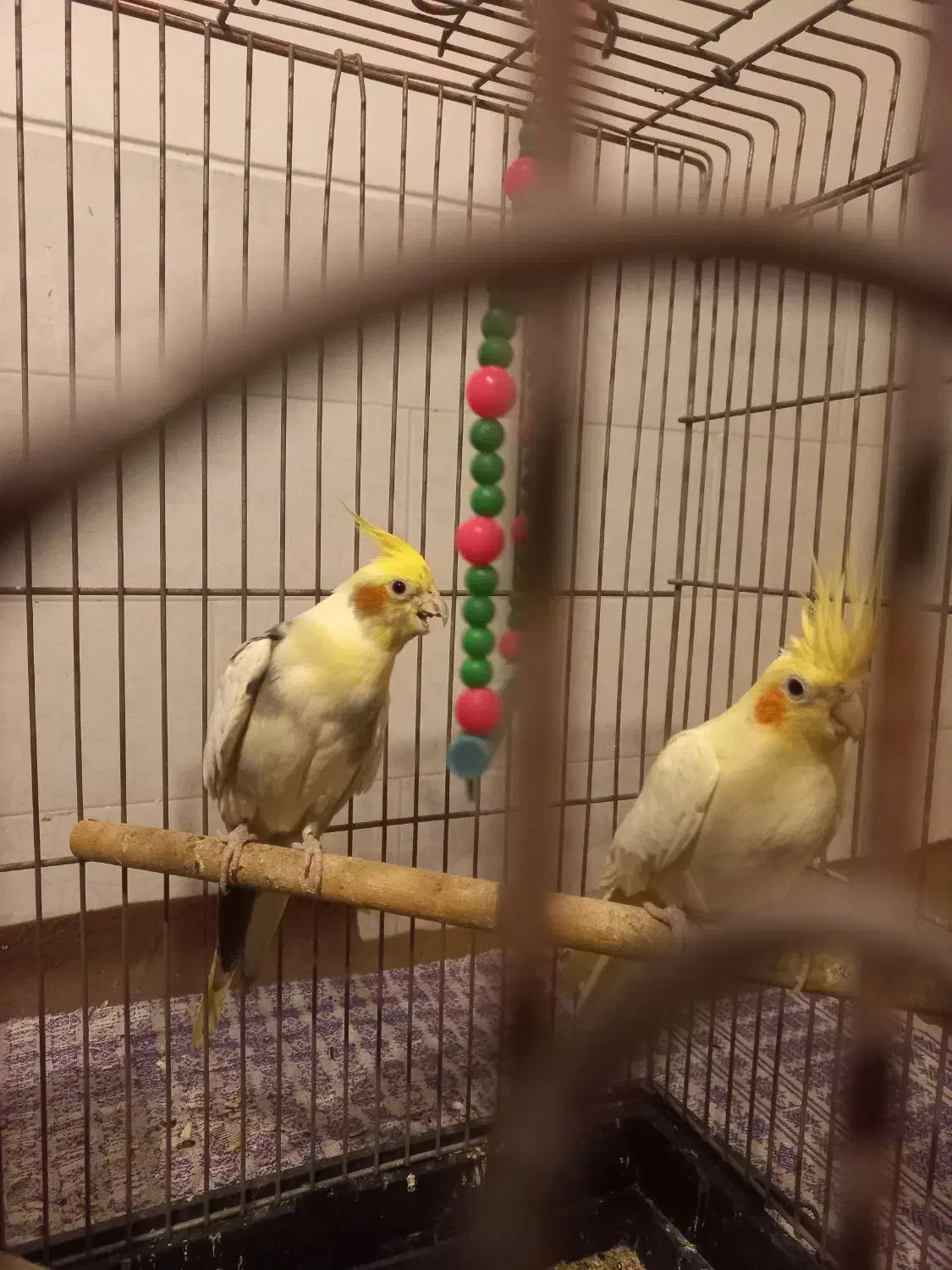 یک جفت عروس هلندی|پرنده|حمیدیا, |دیوار