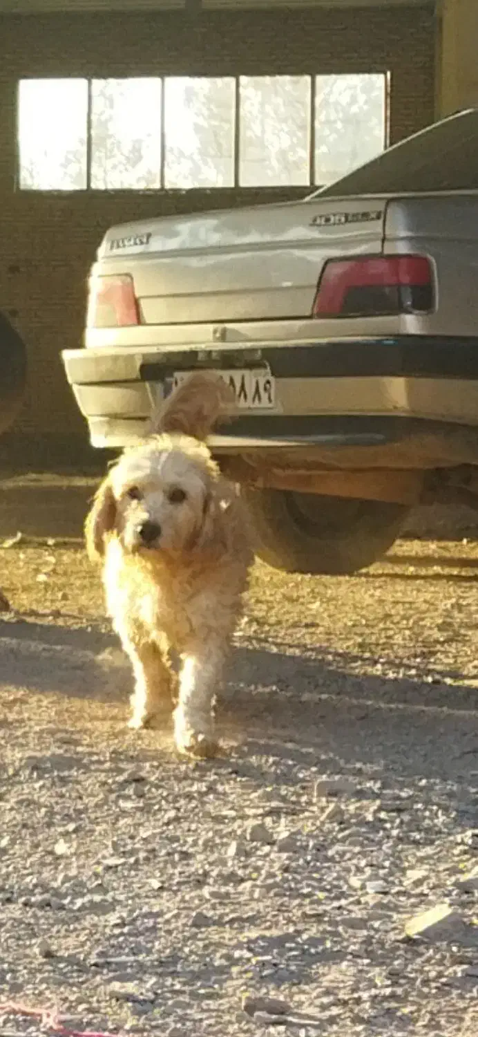 توله سگ عراقی ،وسگ پاکوتاه|سگ|اشتهارد, |دیوار