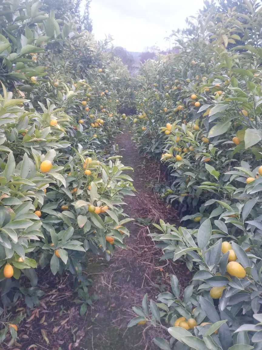 کامکوات|خدمات باغبانی و درختکاری|قائم‌شهر, |دیوار