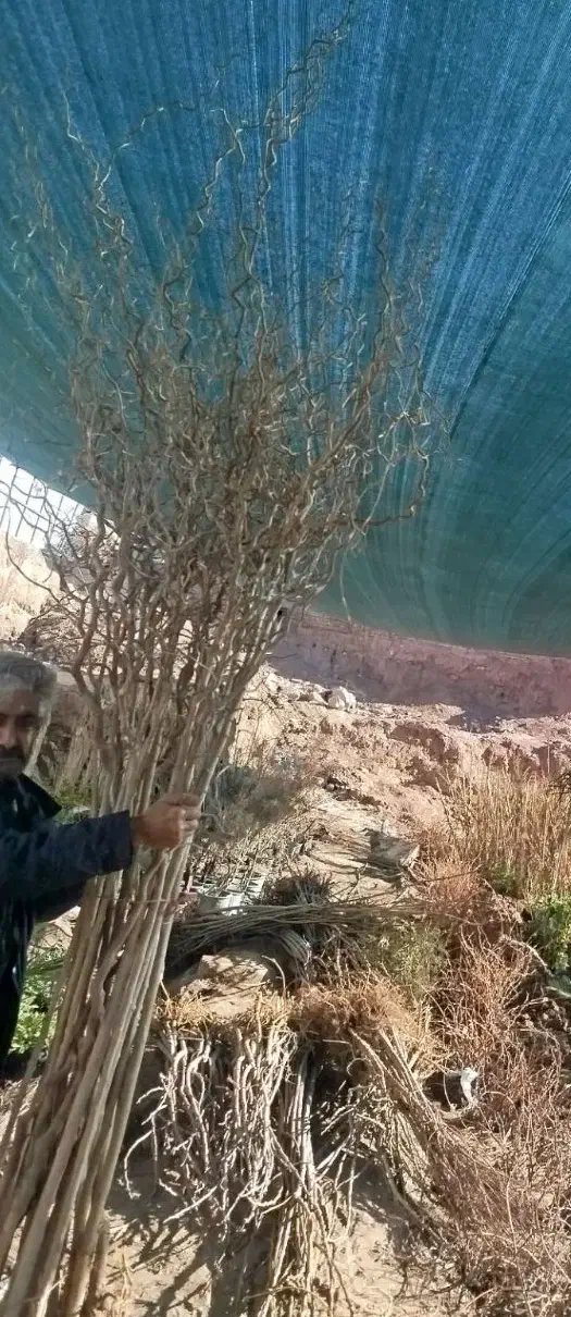 توت فر پیوندی|گل و گیاه طبیعی|کرمان, |دیوار