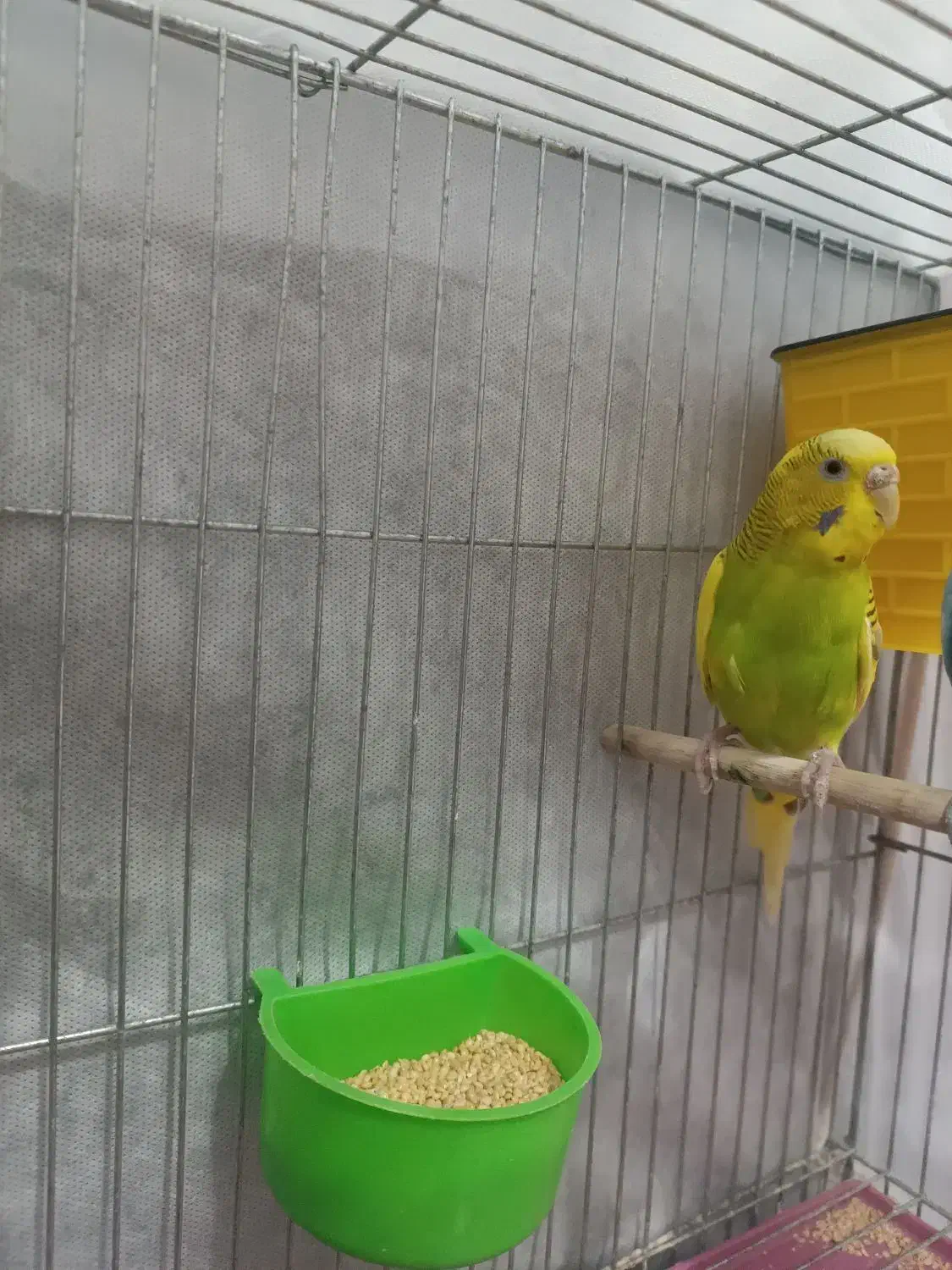 مرغ عشق بدون قفس سالم|پرنده|طبس, |دیوار