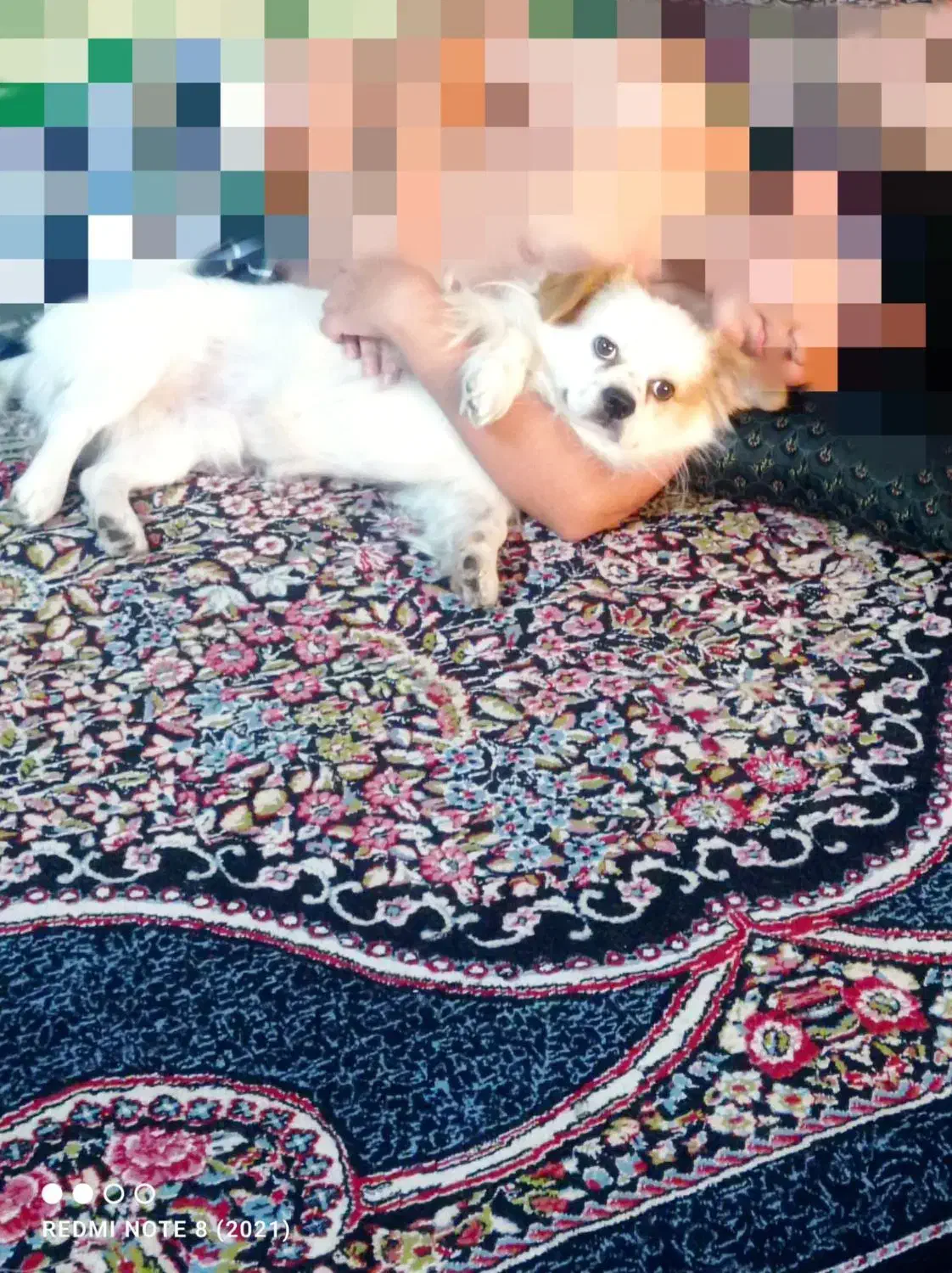 سگ آپارتمانی|سگ|نگار, |دیوار