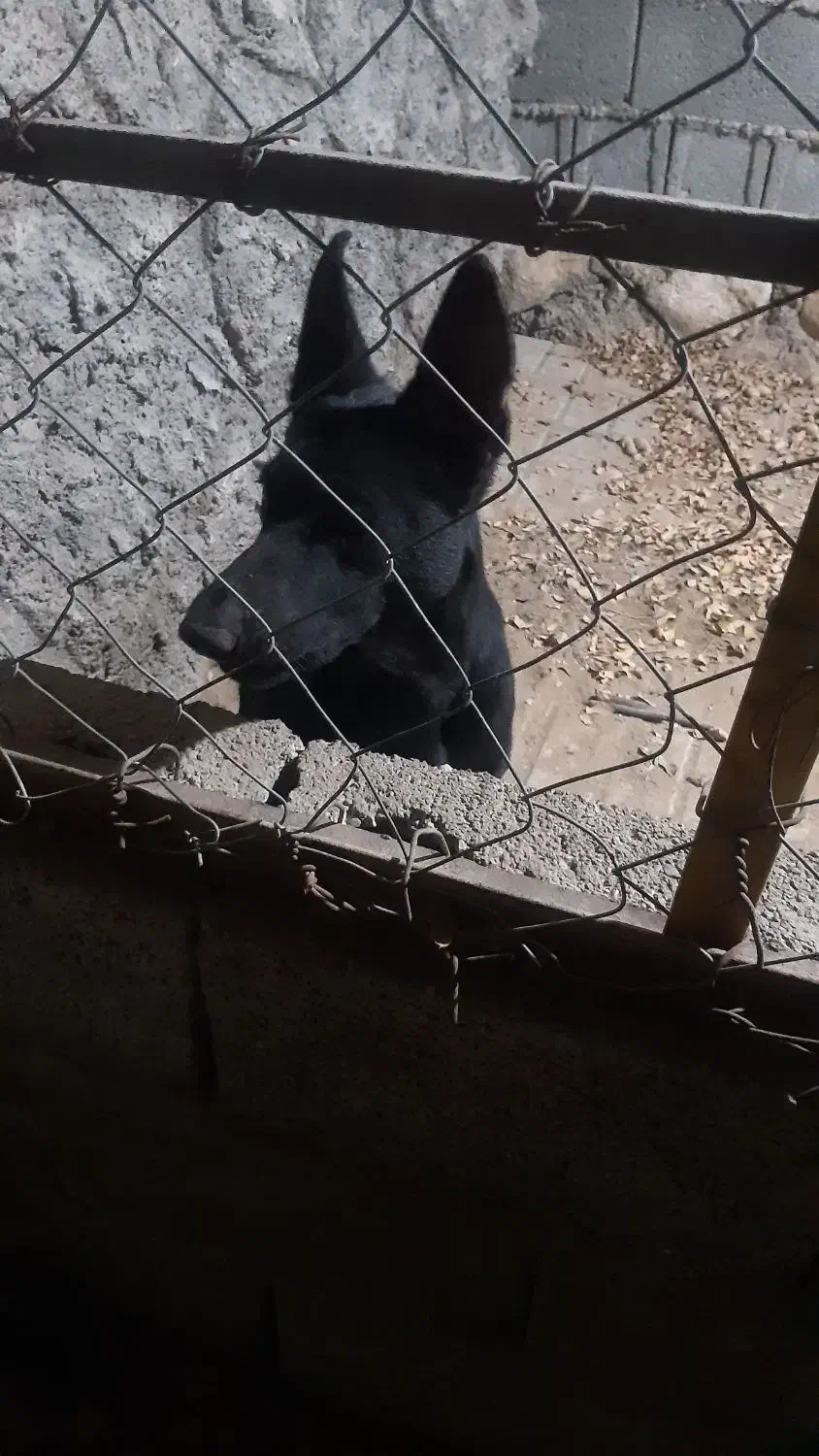 واگذاری ژرمن|سگ|بوشهر, |دیوار