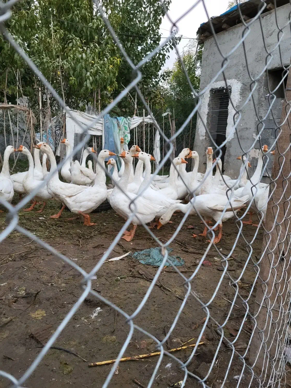 غاز چینی|حیوانات مزرعه|جلین, |دیوار