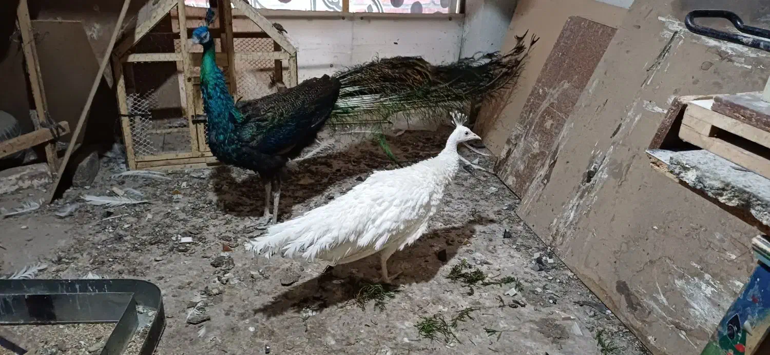 یک جفت طاووس مولد|پرنده|مشهد, ولیعصر (شهرک غرب)|دیوار