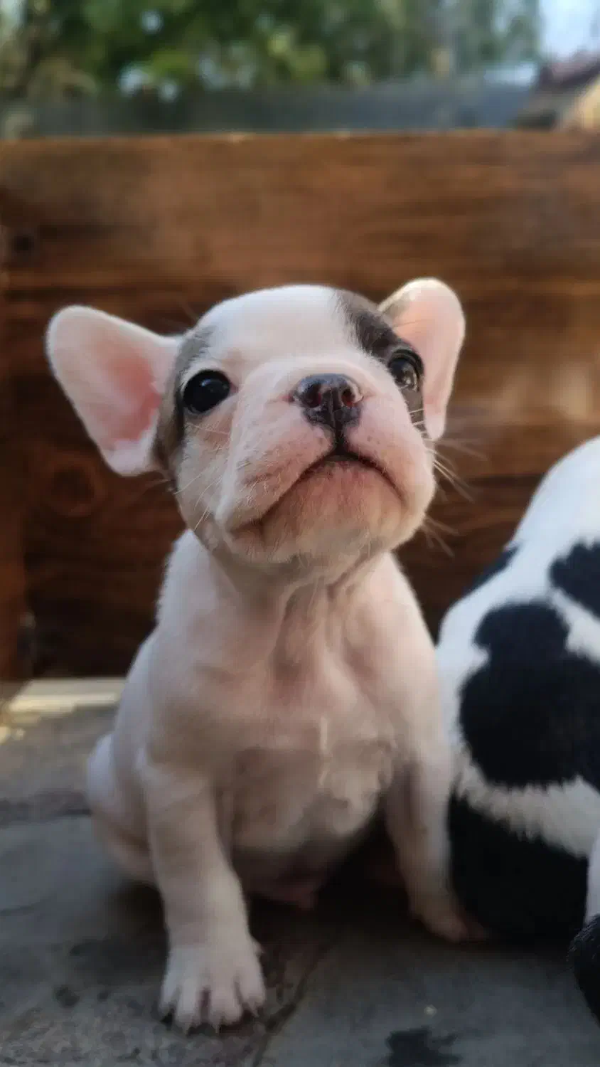 سگ فرنچ بولداگ|سگ|مشهد, آزادشهر|دیوار