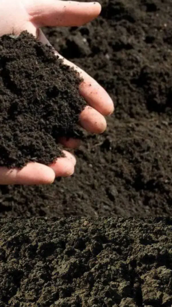 فروش  کود گوسفندی و گاوی  پوسیده|خدمات باغبانی و درختکاری|کومله, |دیوار