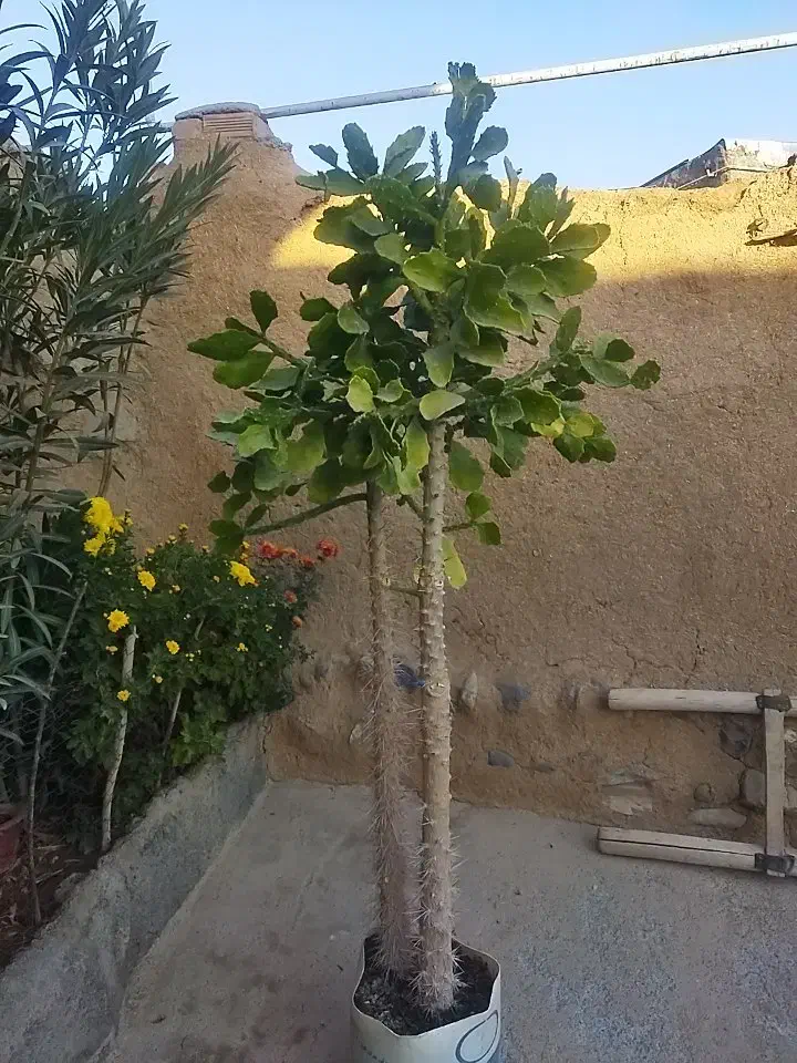 کاکتوس|گل و گیاه طبیعی|دینور, |دیوار