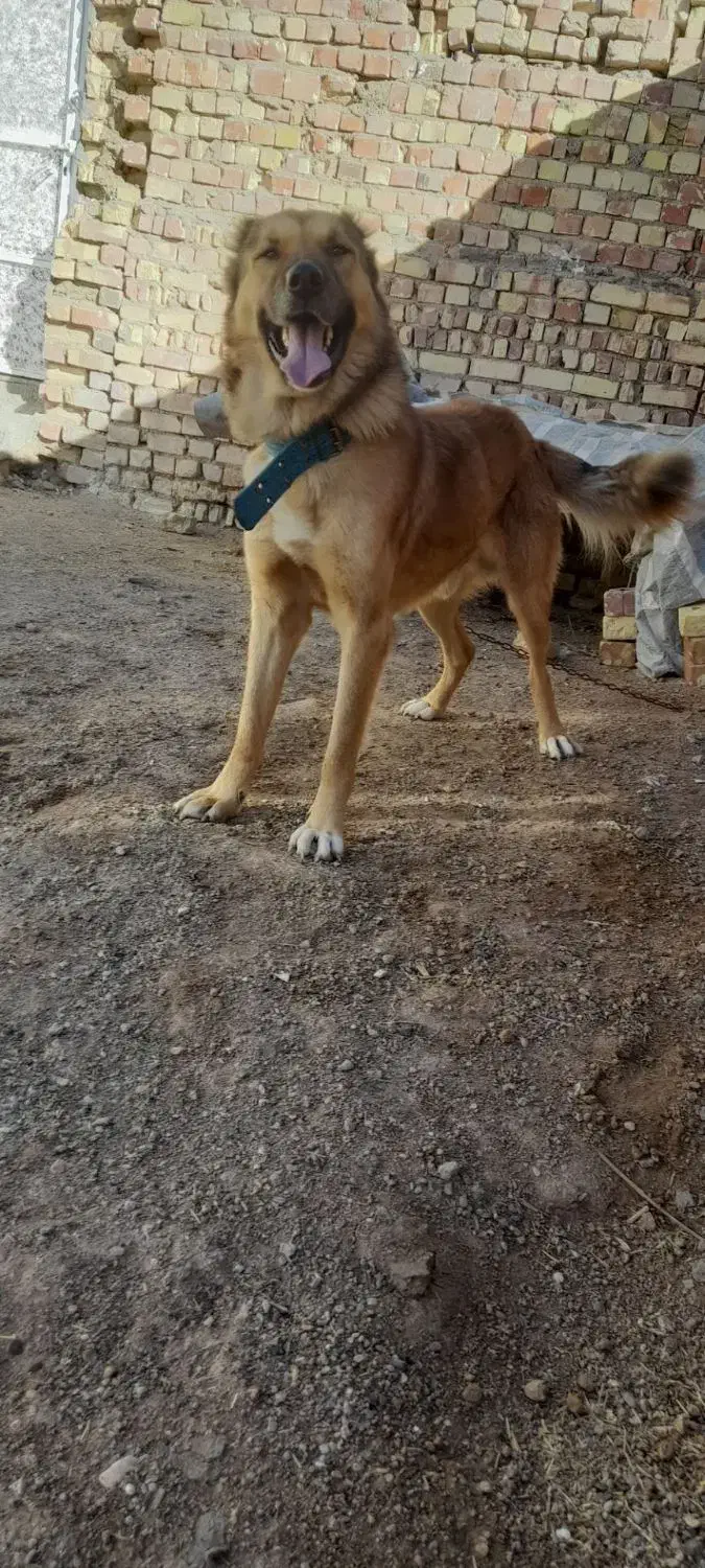 سگ‌سرابی|سگ|بزینه رود, |دیوار