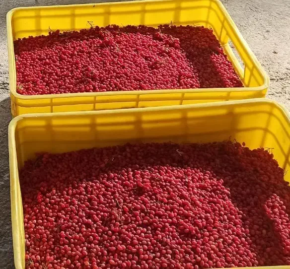 زرشک دانه شده با دستگاه کاملا بهداشتی-آب زرشک خالص|خوردنی و آشامیدنی|شیراز, پایانه مسافربری سعدی|دیوار