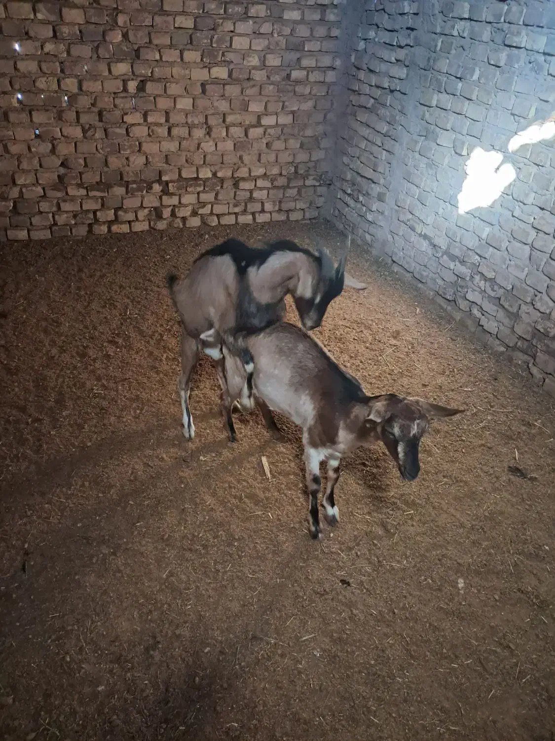 یک جفت کره دورگ الپاین فروشی|حیوانات مزرعه|اردکان, |دیوار