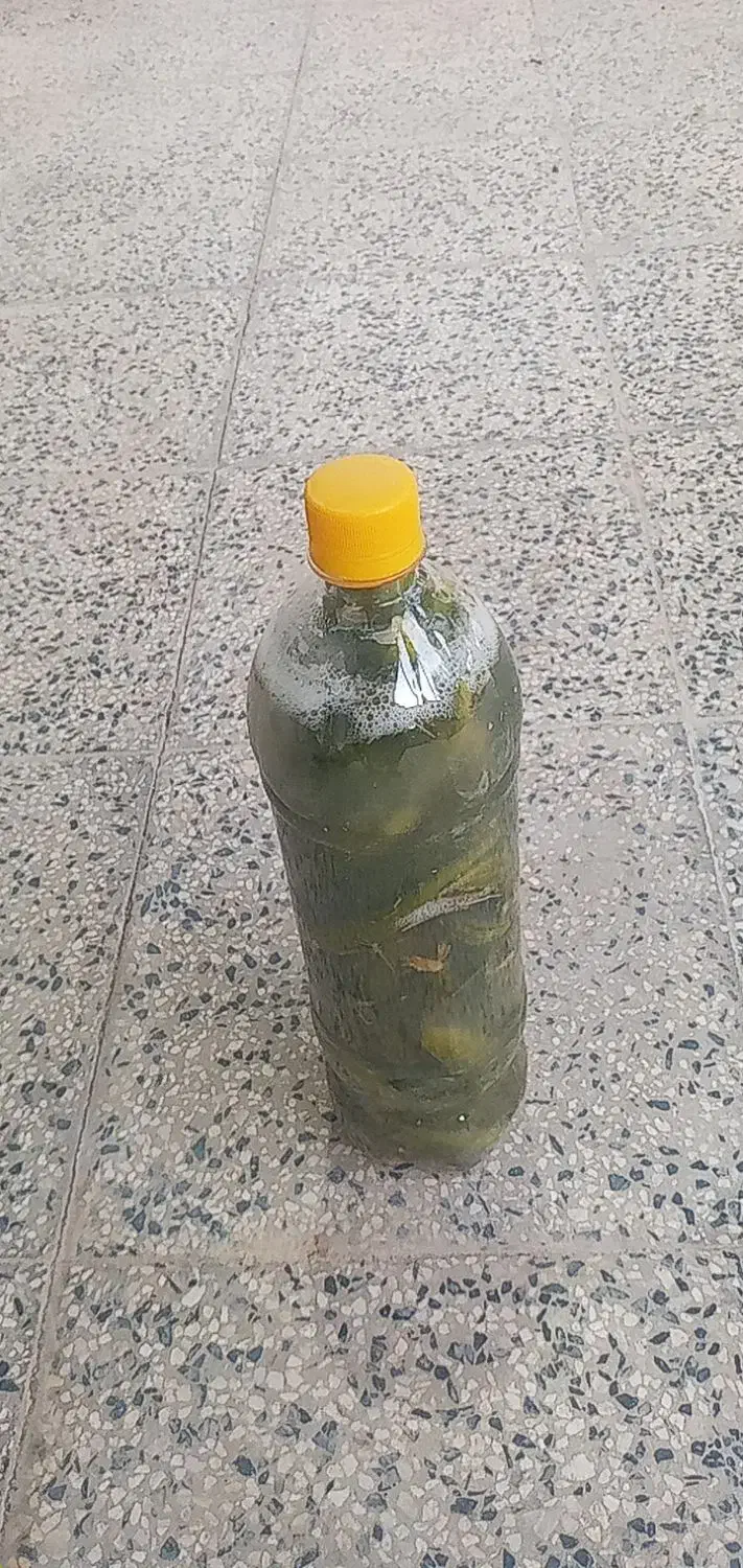 خیارشور بطری|عمده‌فروشی|سردرود, |دیوار