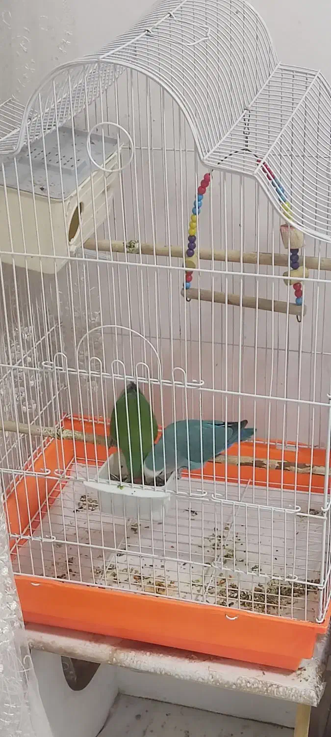 یک جفت طوطی برزیلی|پرنده|بوکان, |دیوار