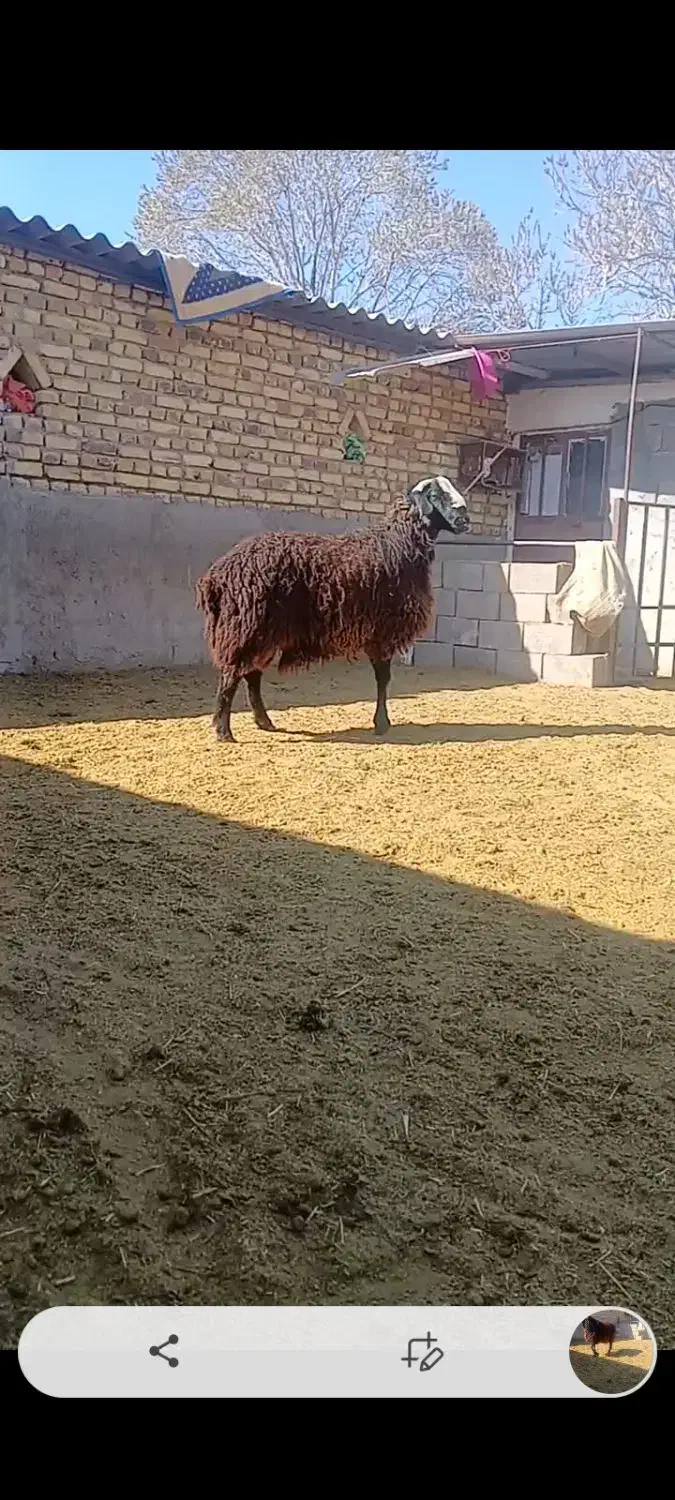 قوچ|حیوانات مزرعه|بوئین زهرا, |دیوار