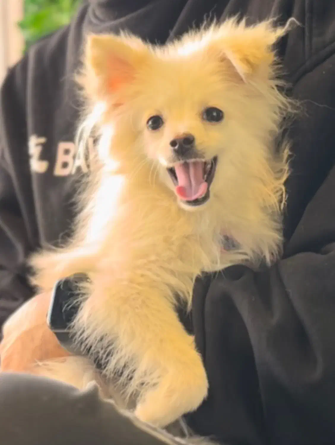 سگ پامرین خرسی عروسکی|سگ|اصفهان, شهرک کاوه|دیوار