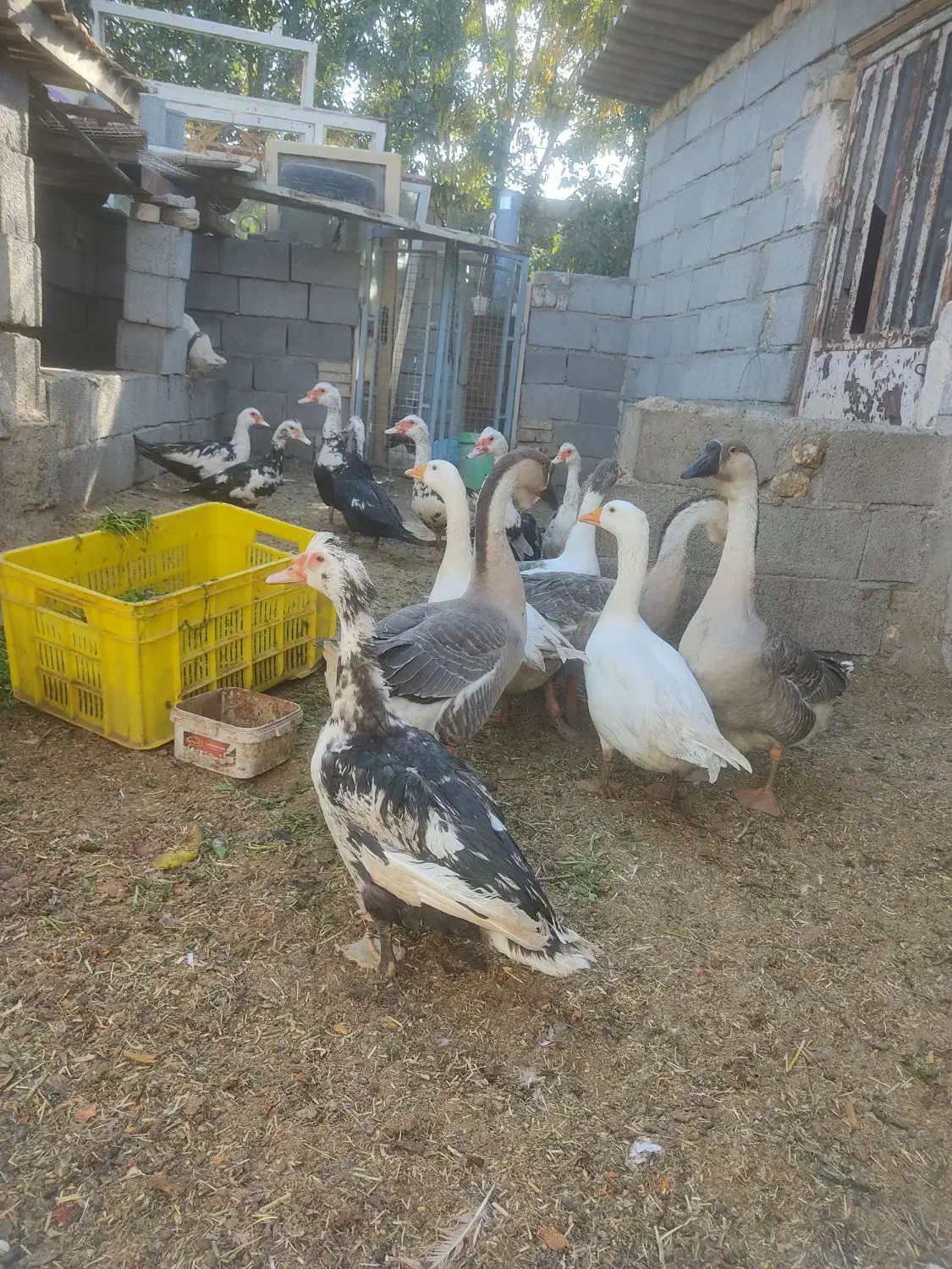 غاز قوغاز و اردک اسرائیلی در فریمان|حیوانات مزرعه|فریمان, |دیوار