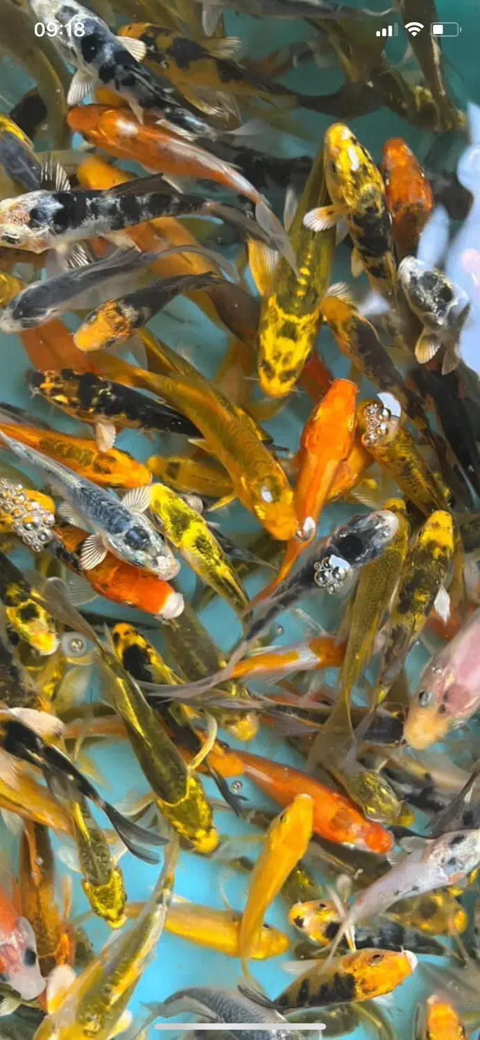 انواع گلدفیش کوی زینتی گرید A|ماهی|تهران, شهرک دانشگاه شریف|دیوار