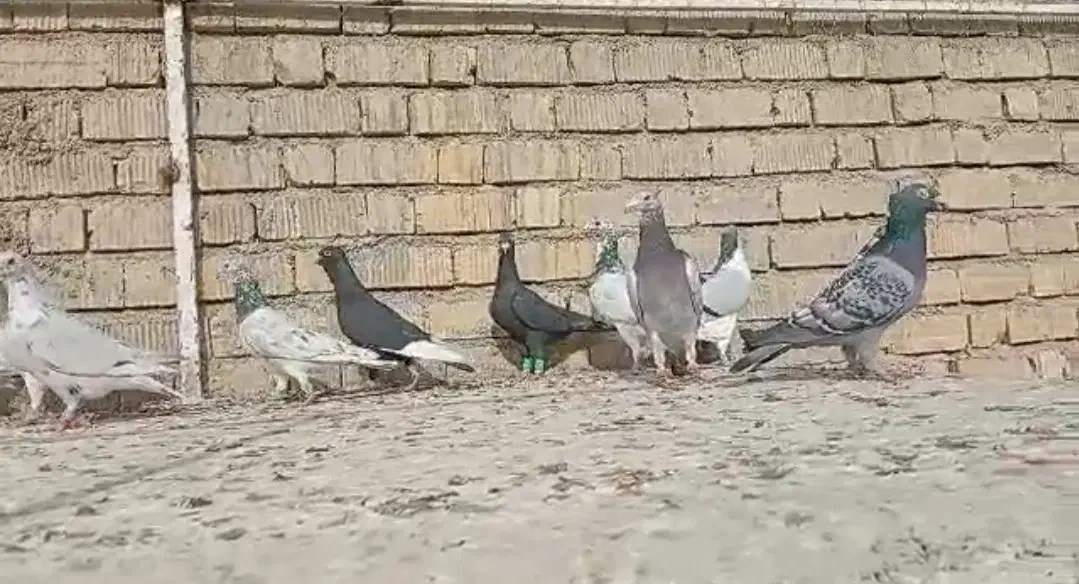 کبوتر|پرنده|شیراز, کرونی(خاتونک)|دیوار