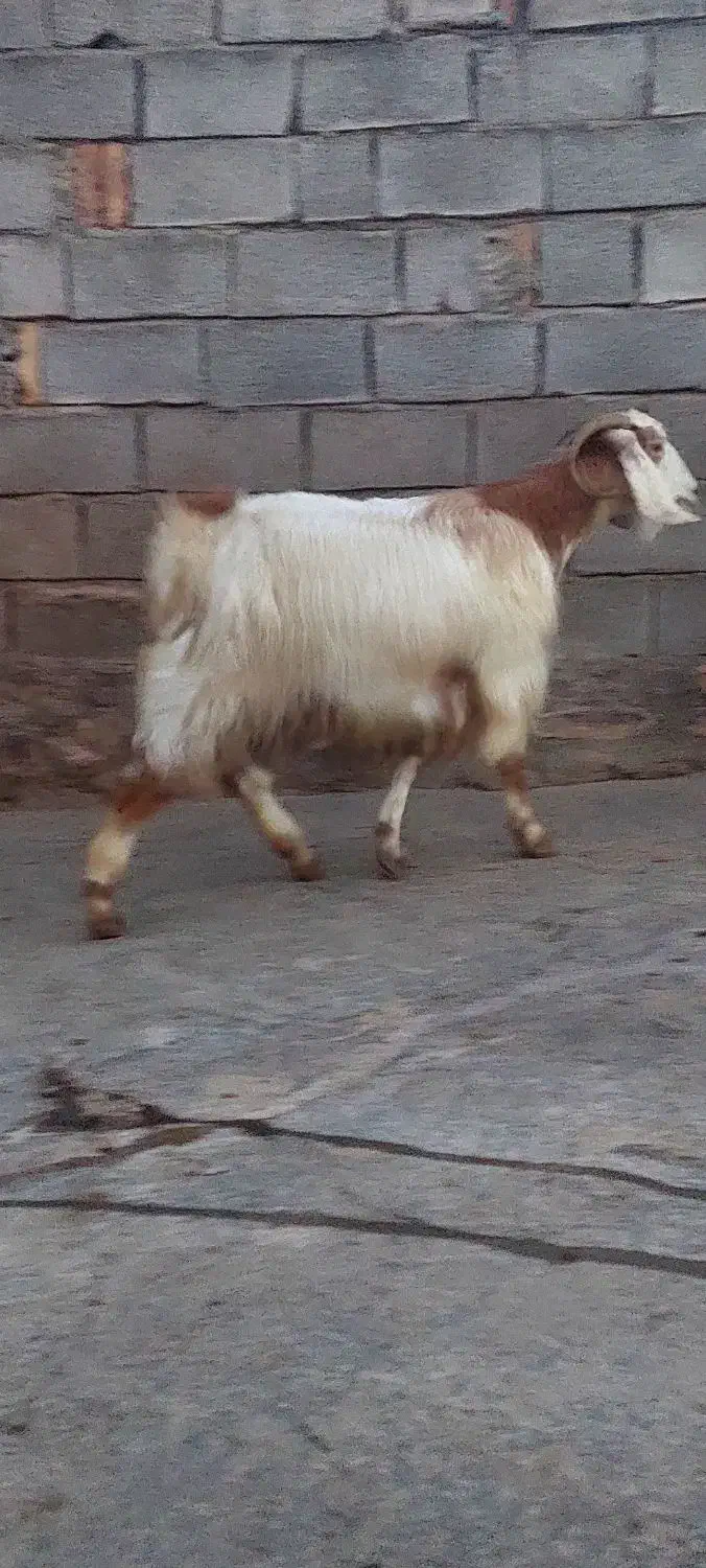 بزغاله|حیوانات مزرعه|کرمانشاه, |دیوار