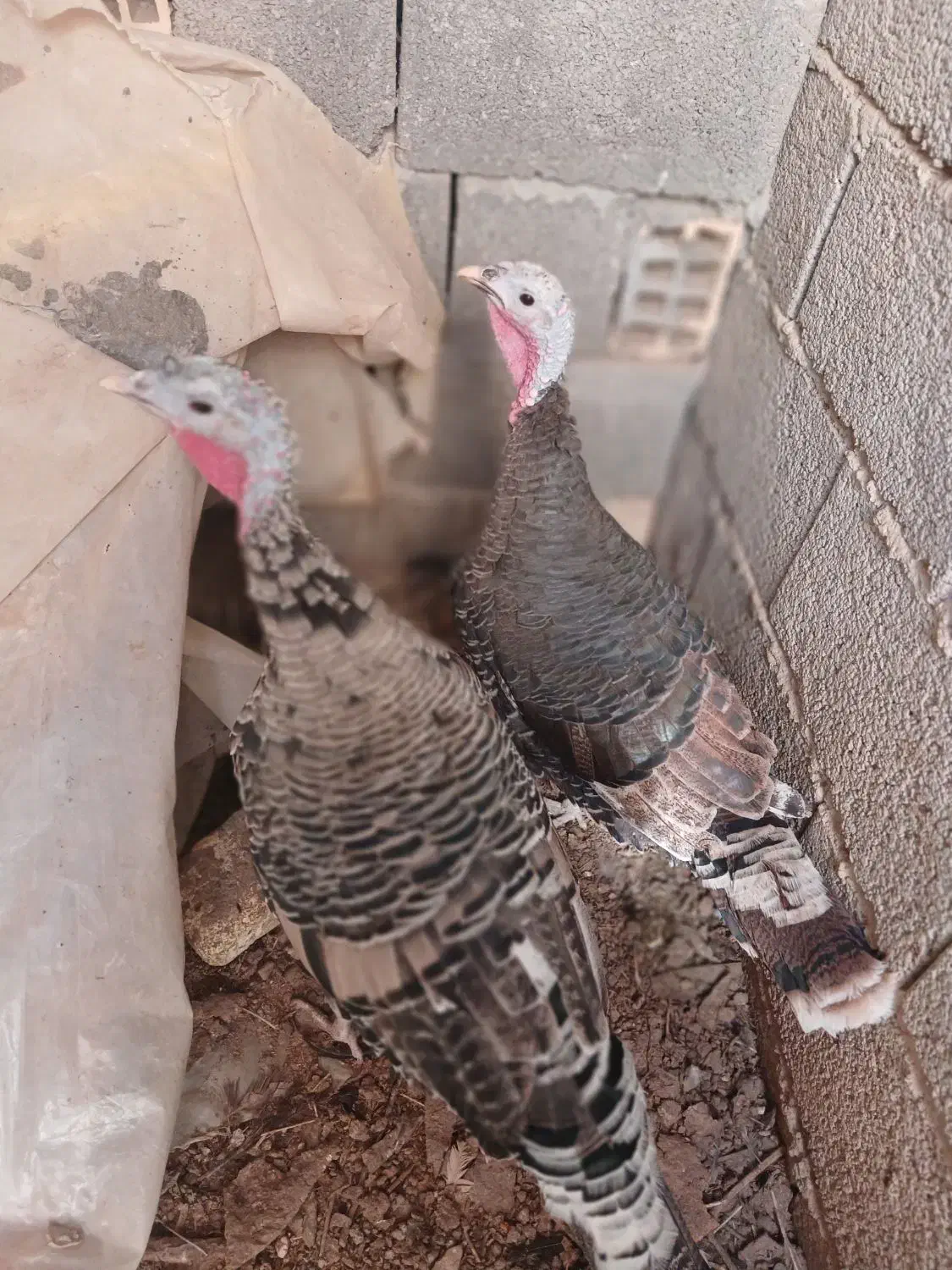 غاز.اردک.بوقلمون|حیوانات مزرعه|نجفآباد, گلدشت|دیوار