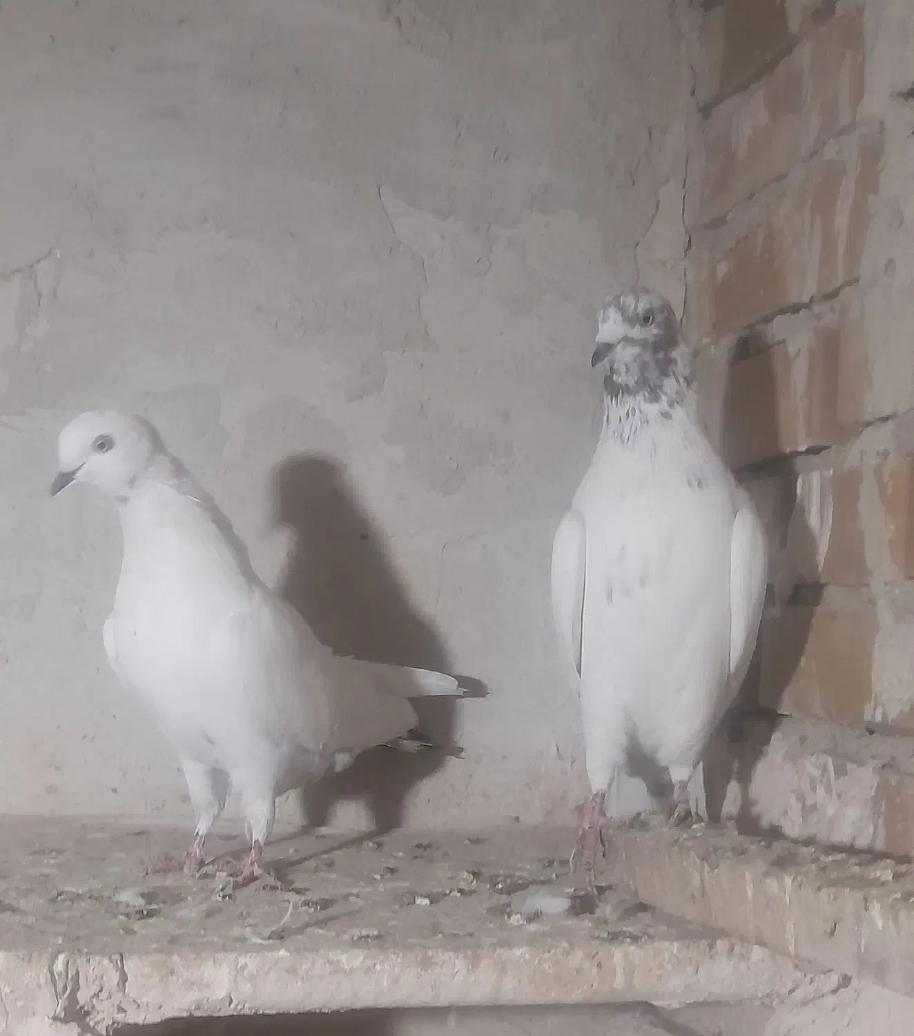 کبوتر|پرنده|ارومیه, |دیوار