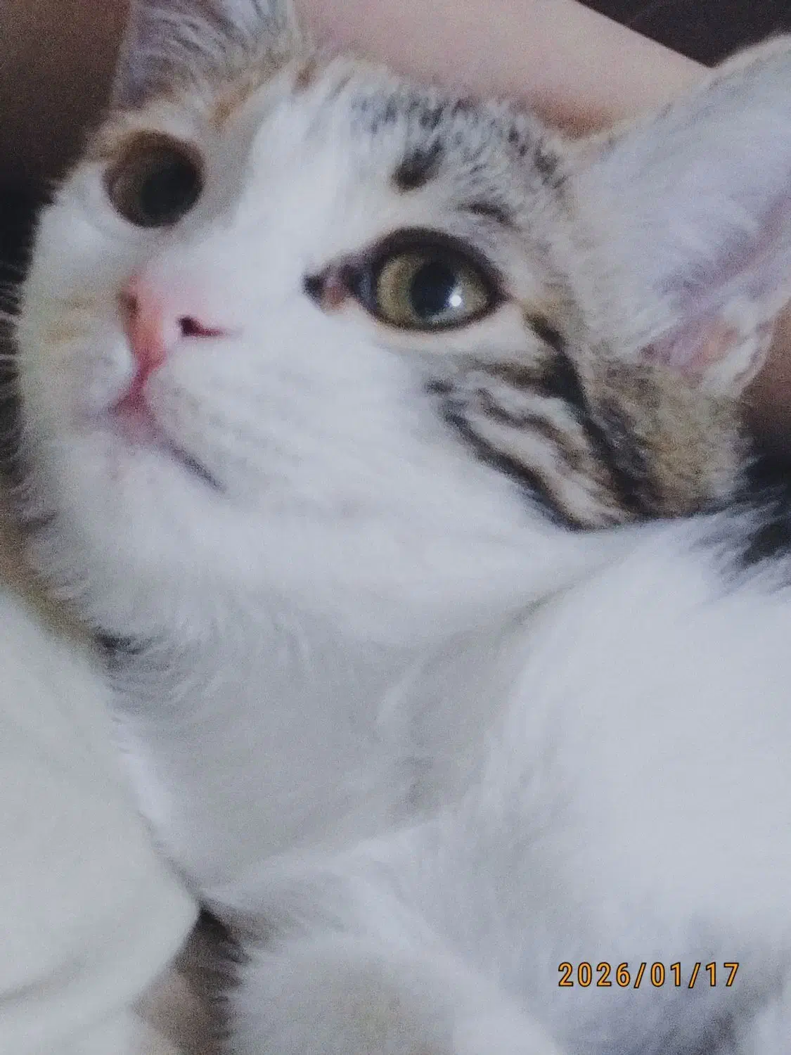 گربه گمشده|حیوانات|مشهد, مصلی (کارمندان اول)|دیوار