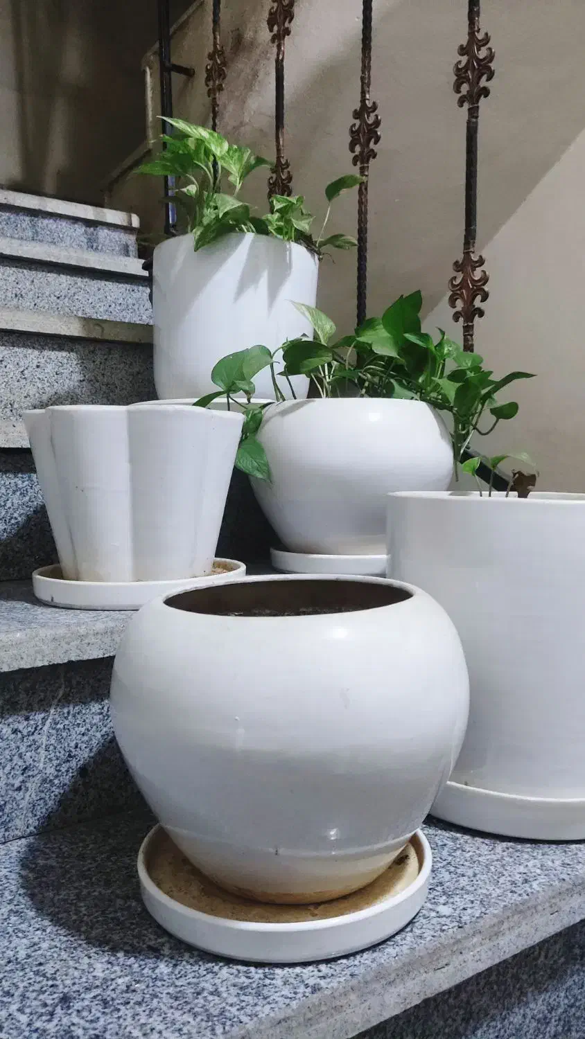 ۵ عدد گلدان بزرگ|گل و گیاه طبیعی|شیراز, جوادیه|دیوار